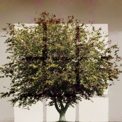 Window2 on a Green Tree 2x3